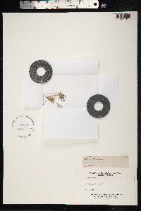Mibora minima image