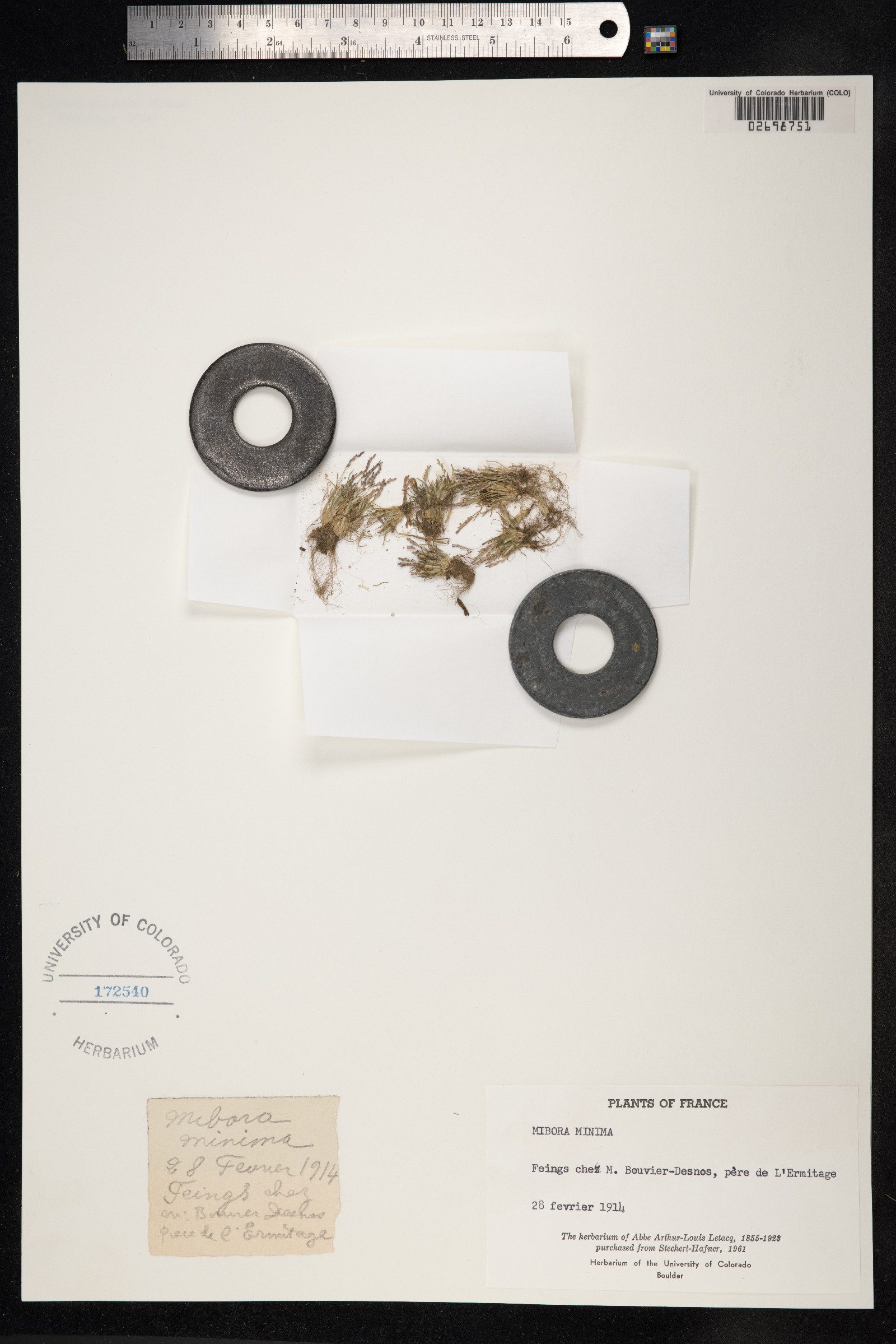 Mibora image