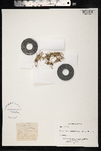 Mibora minima image