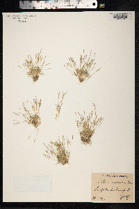 Mibora minima image