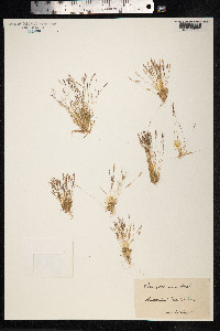 Mibora minima image