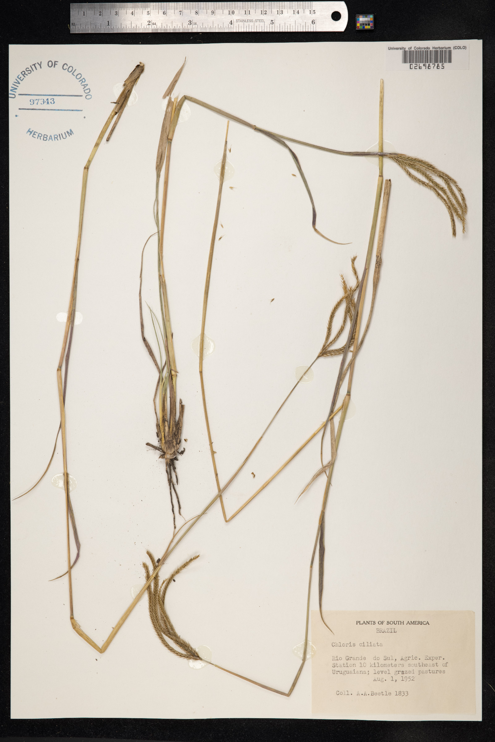 Chloris ciliata image
