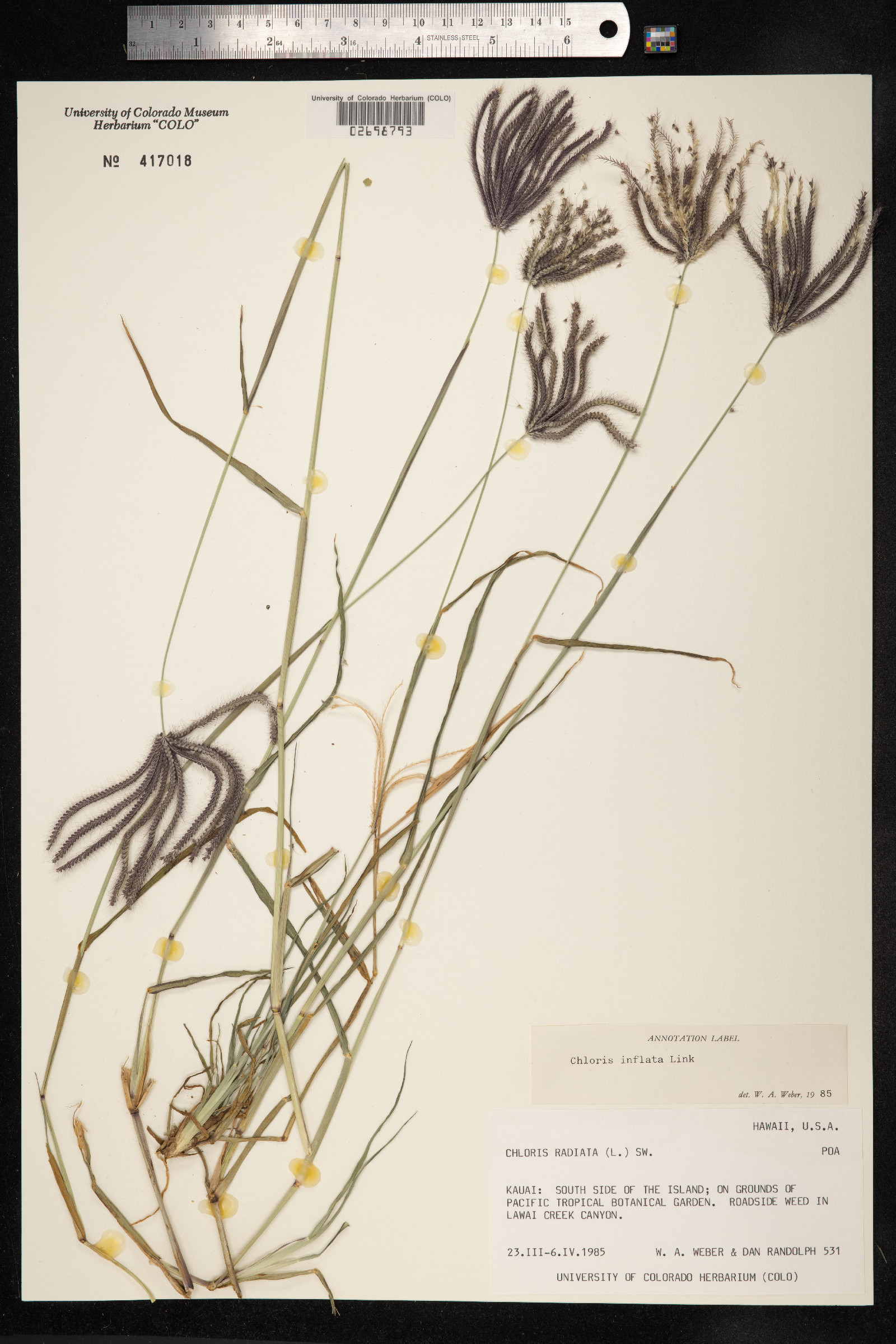 Chloris barbata image