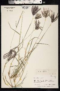 Chloris barbata image