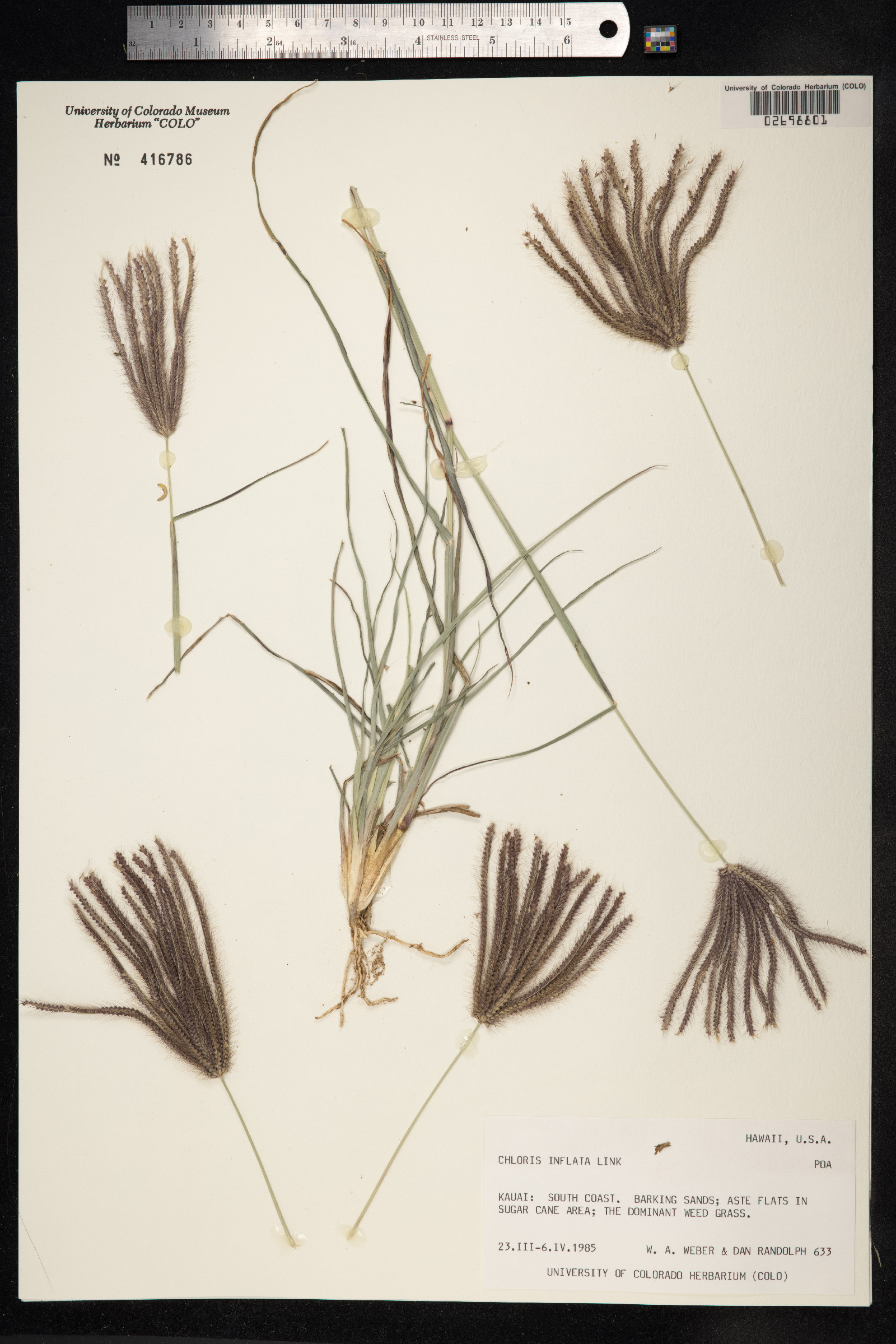 Chloris barbata image