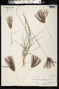 Chloris barbata image