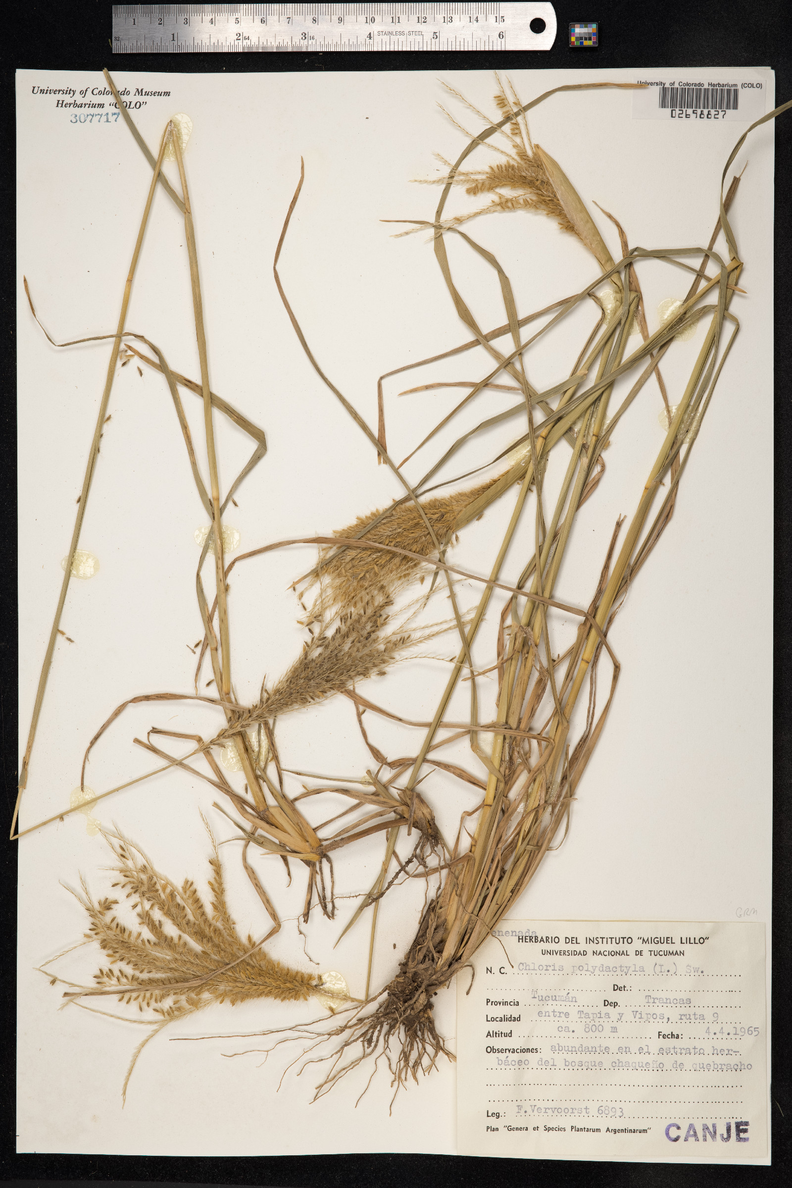 Chloris elata image