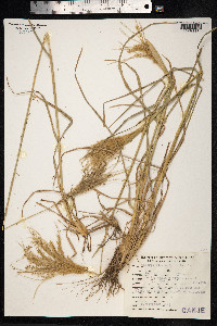 Chloris elata image