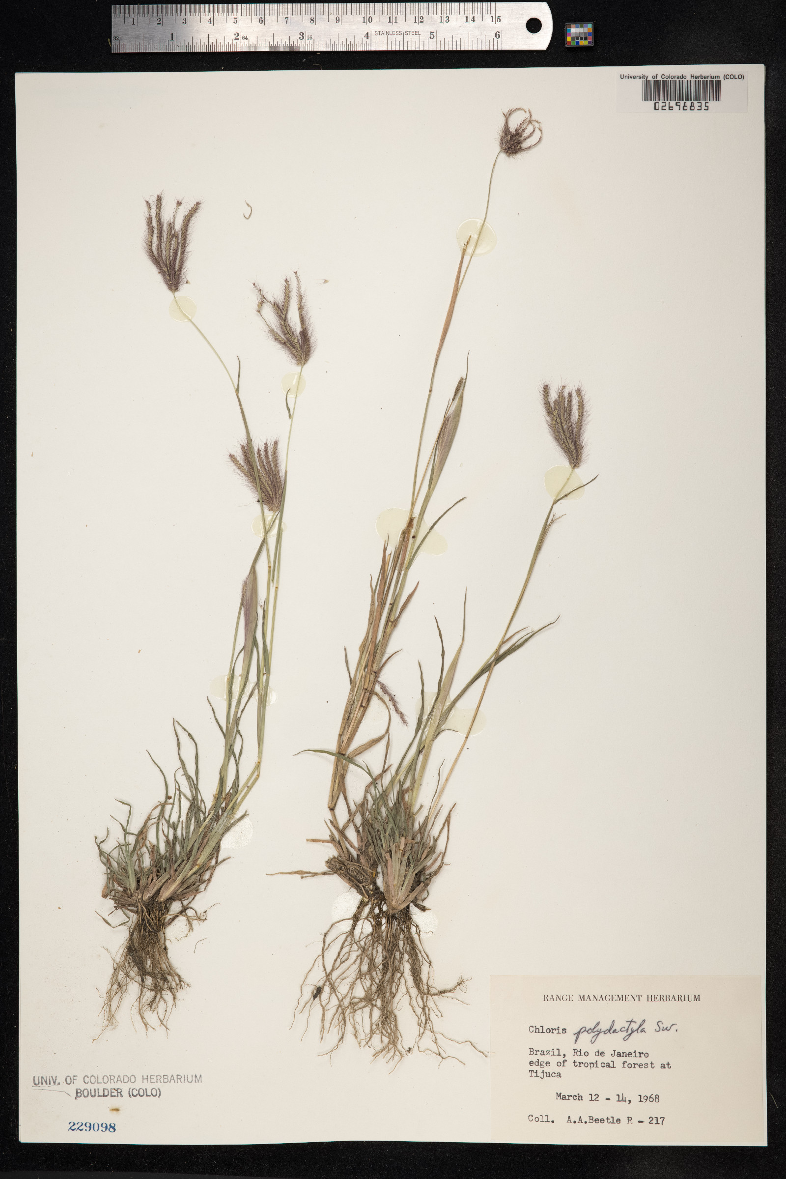 Chloris elata image
