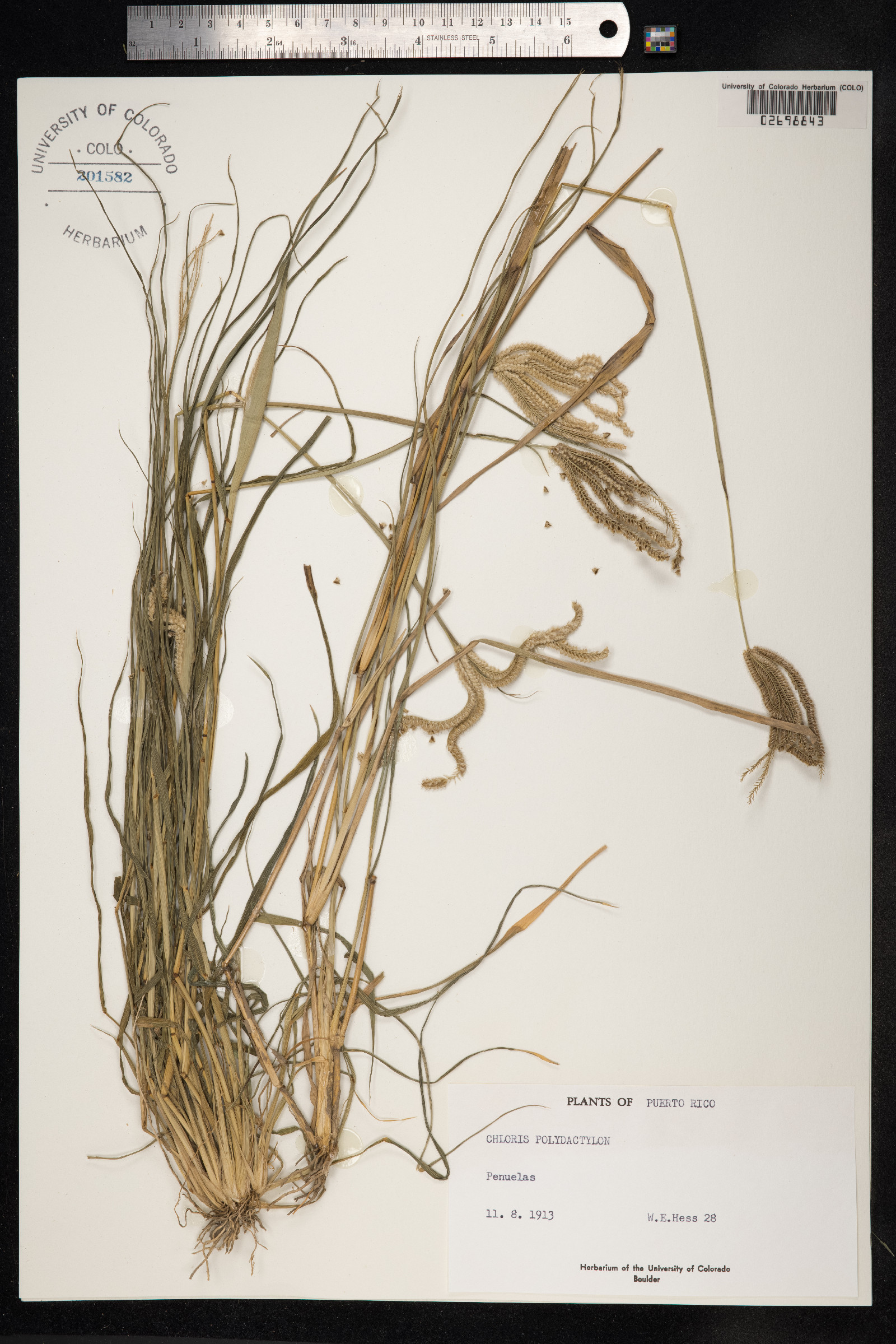 Chloris elata image