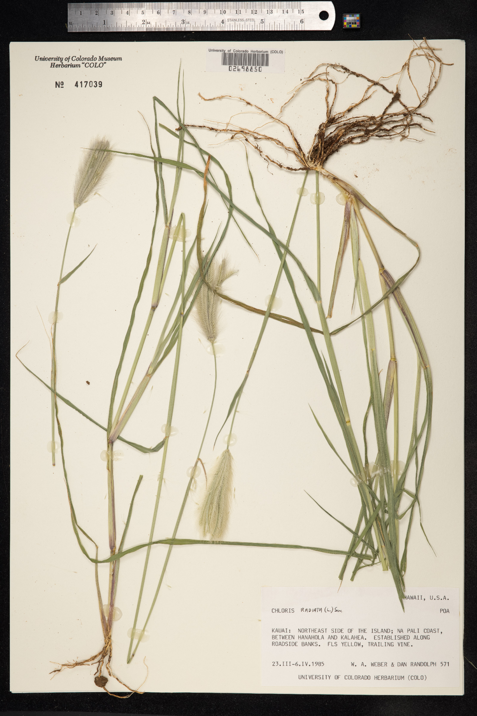 Chloris radiata image