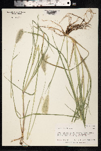 Chloris radiata image