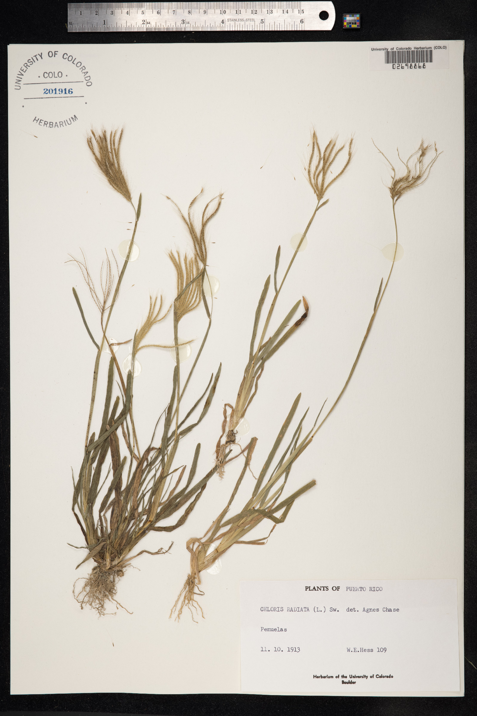 Chloris radiata image