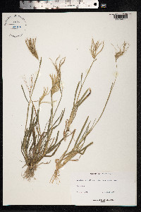 Chloris radiata image