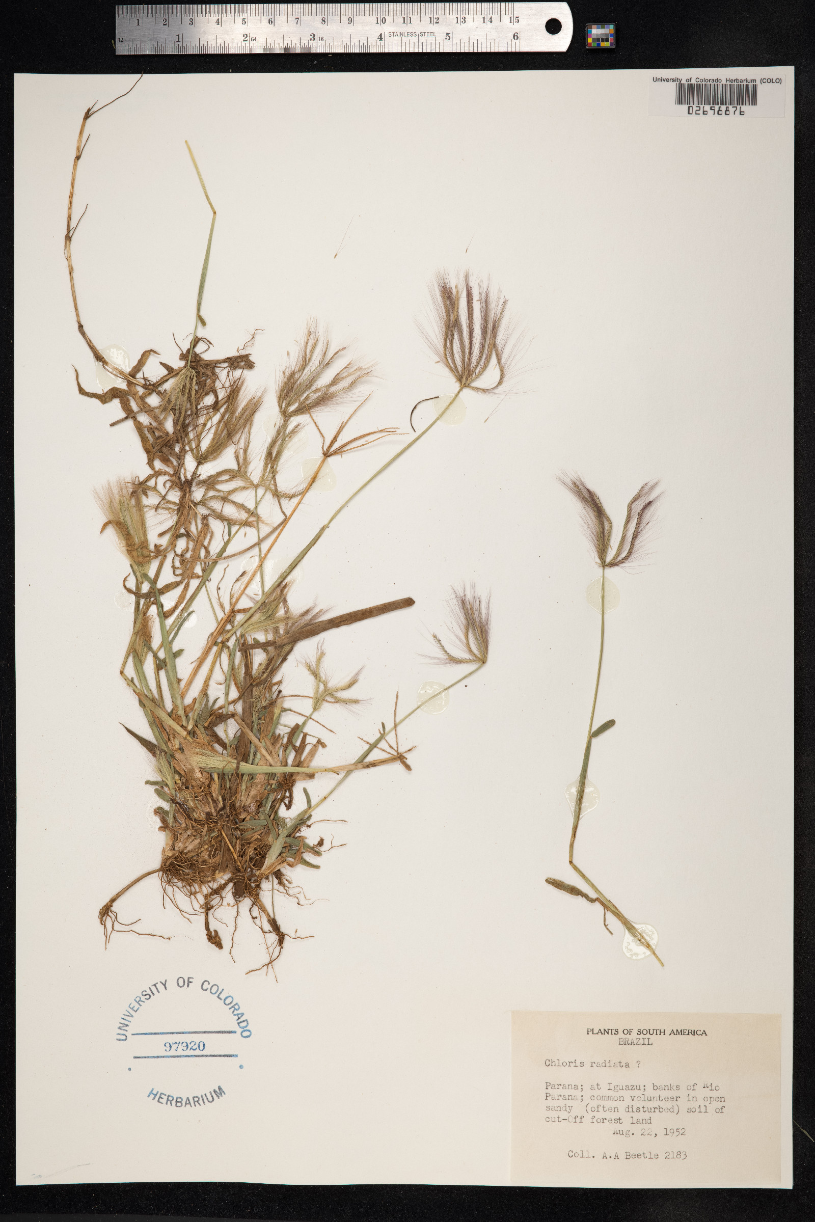 Chloris radiata image