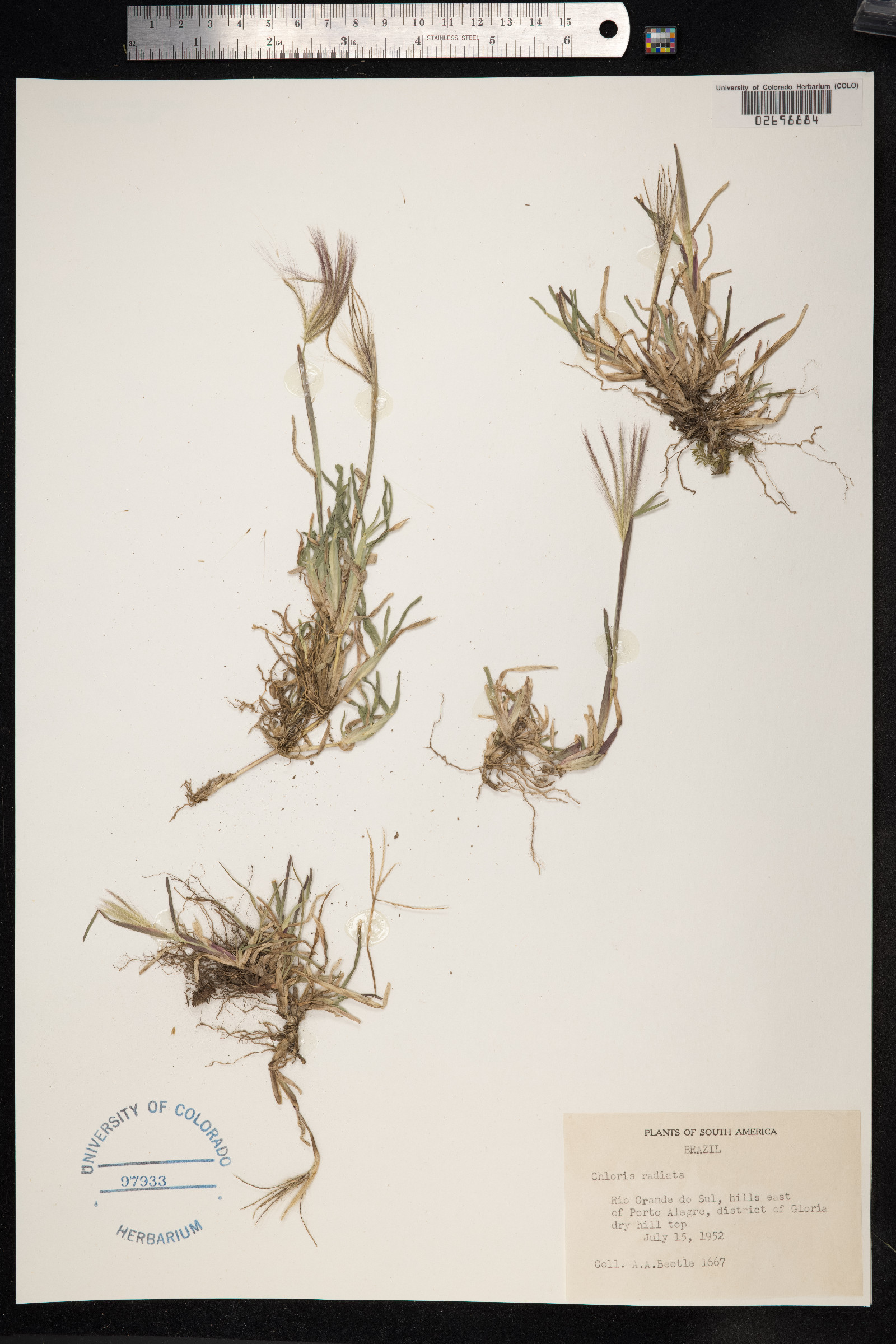 Chloris radiata image