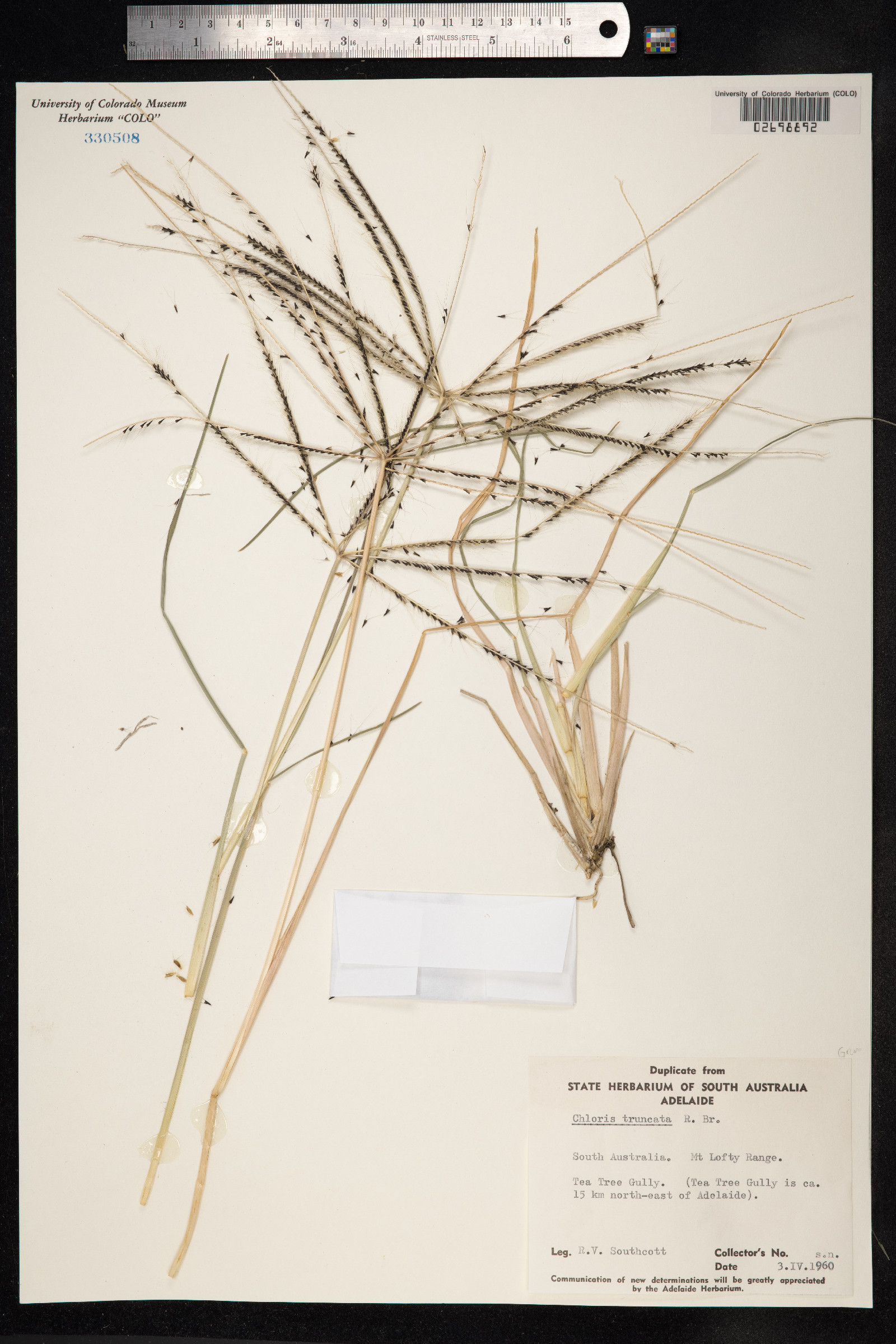 Chloris truncata image