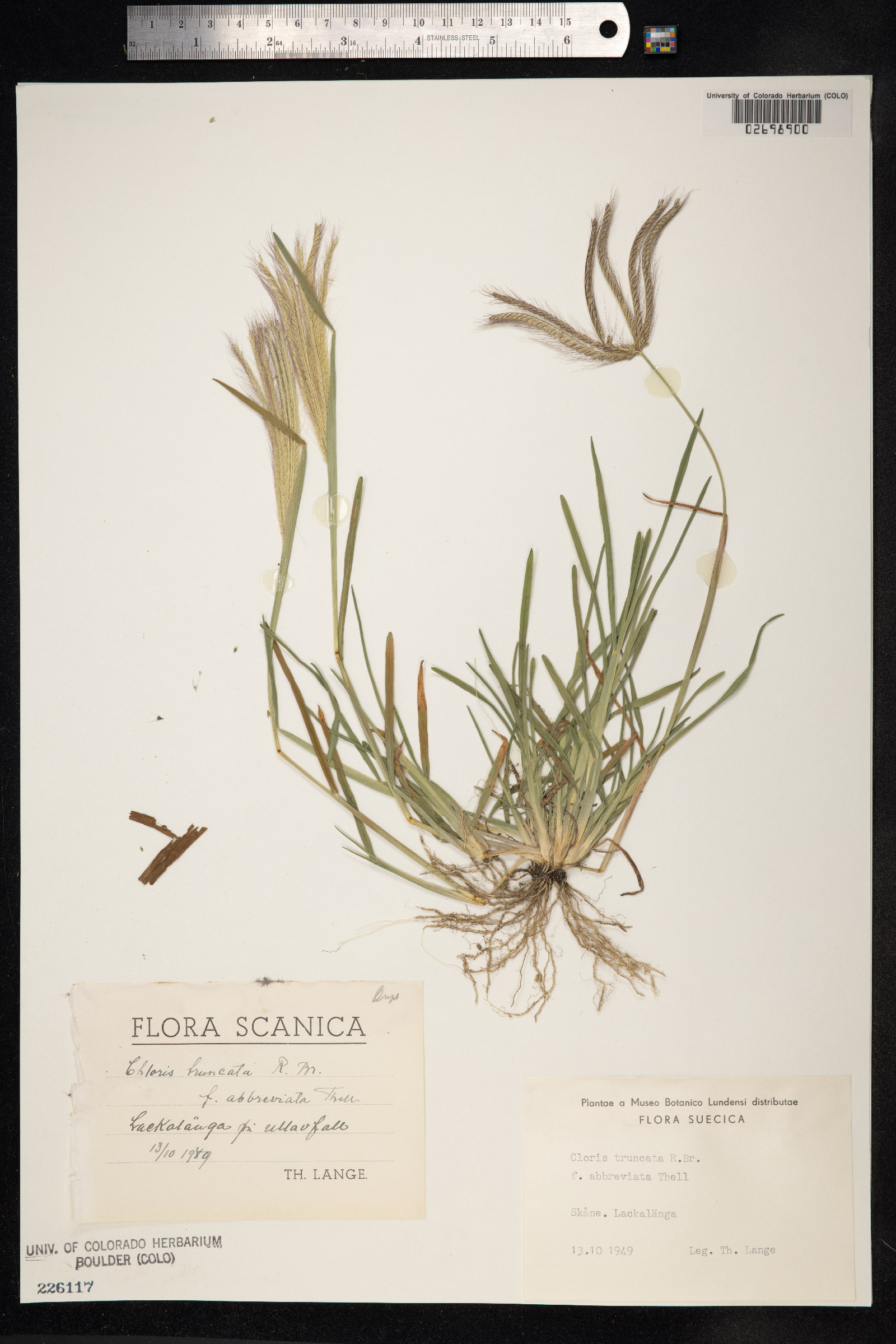 Chloris truncata image