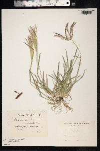 Chloris truncata image