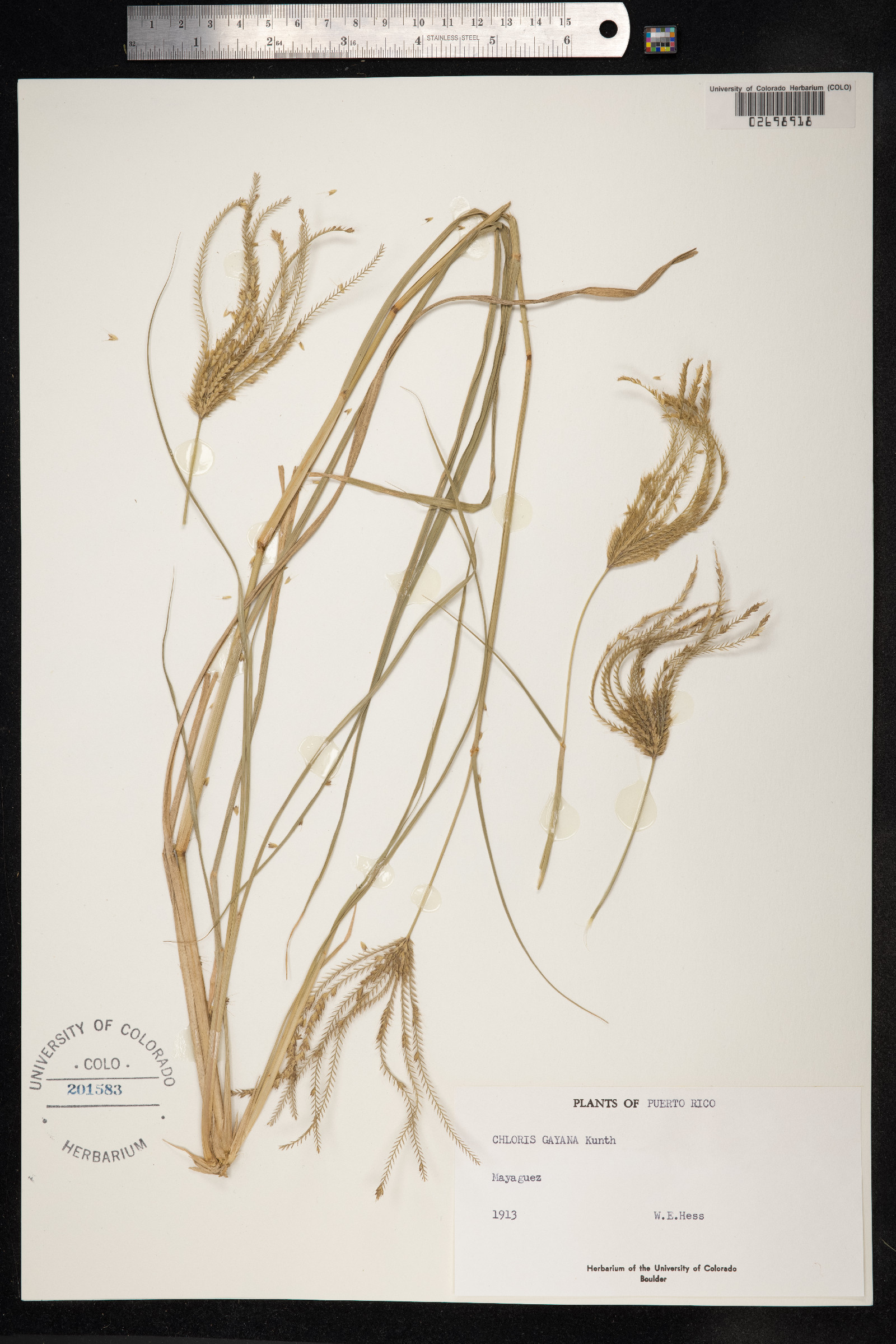 Chloris gayana image