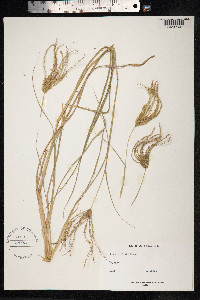 Chloris gayana image