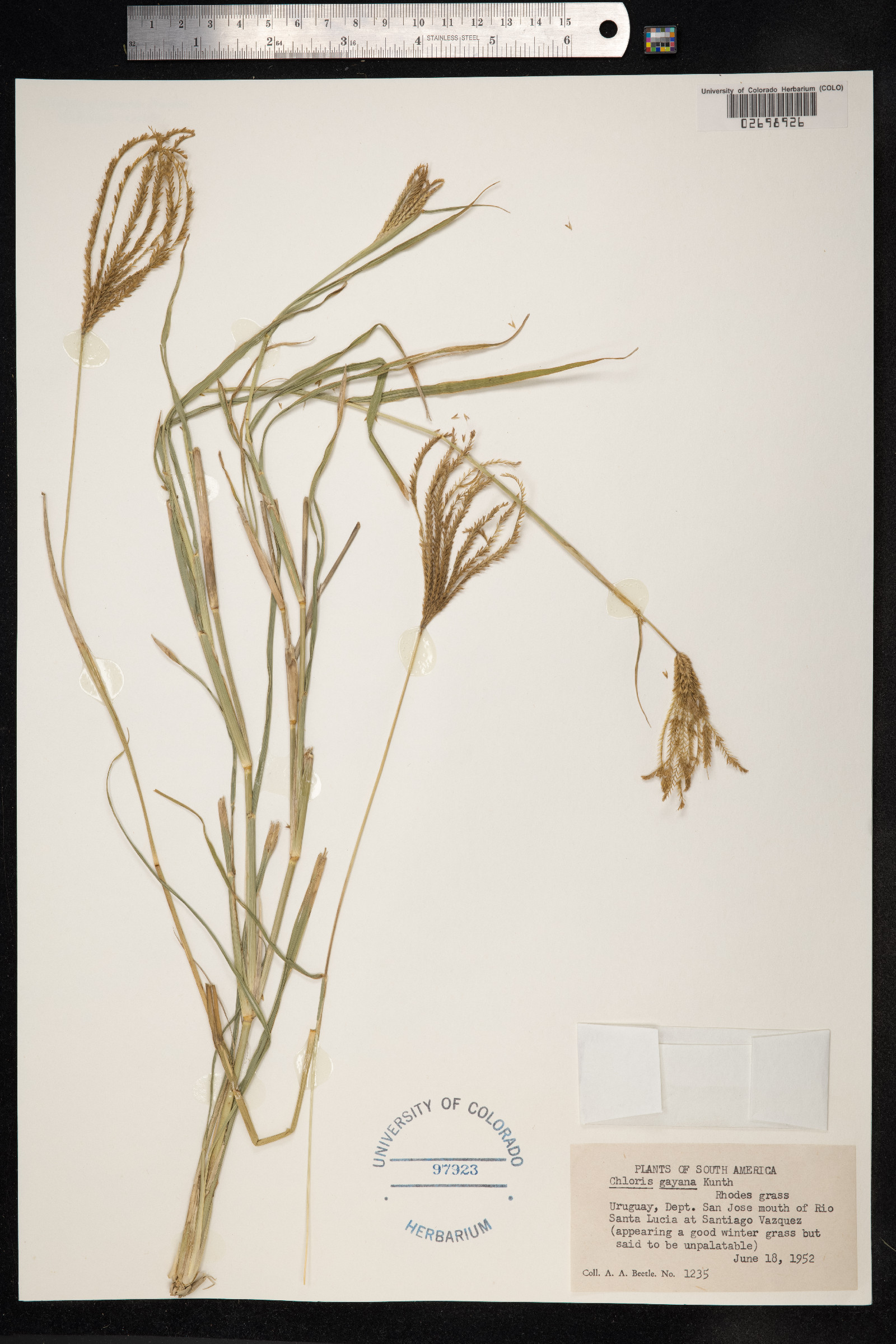 Chloris gayana image