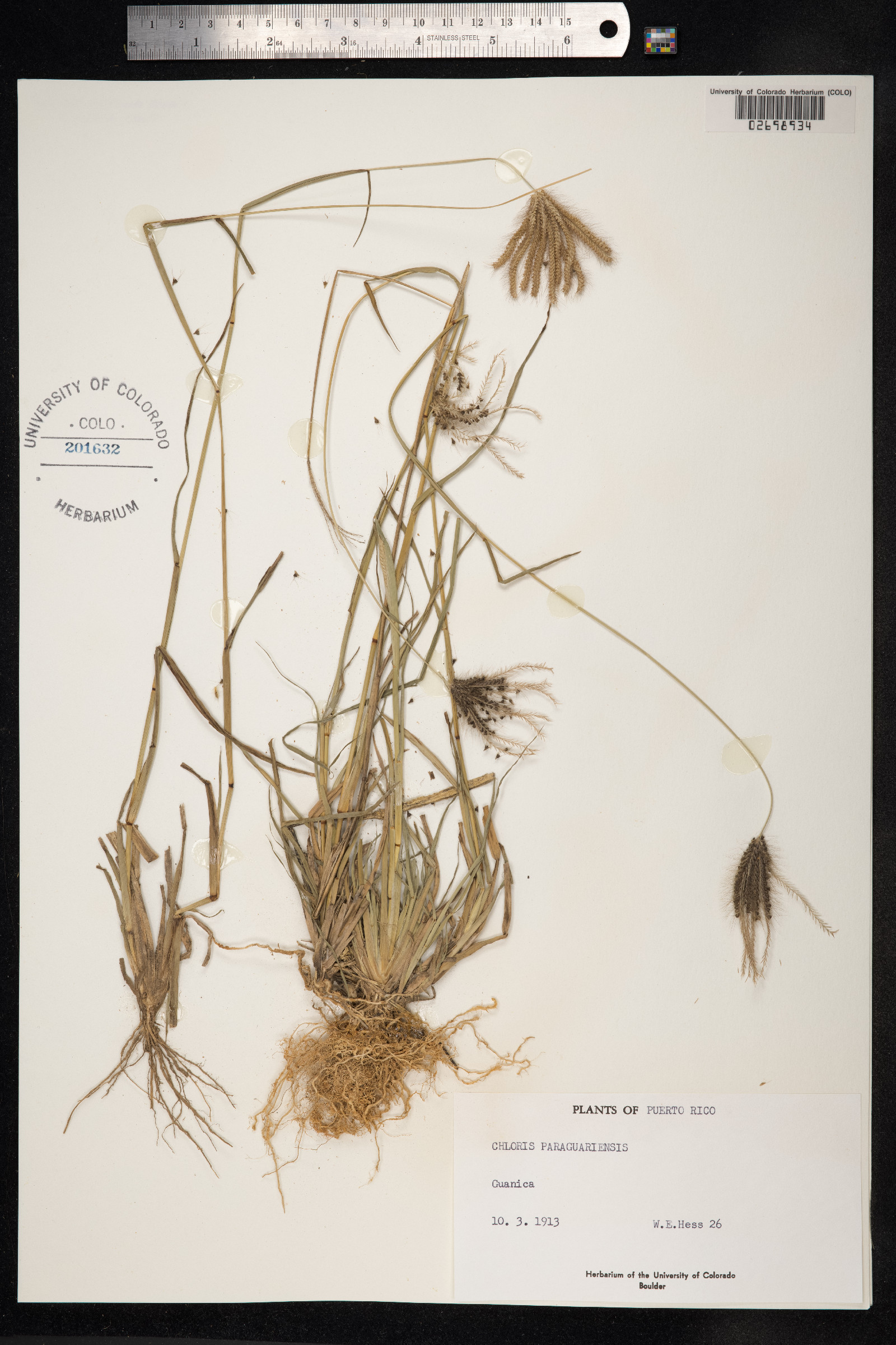 Chloris barbata image