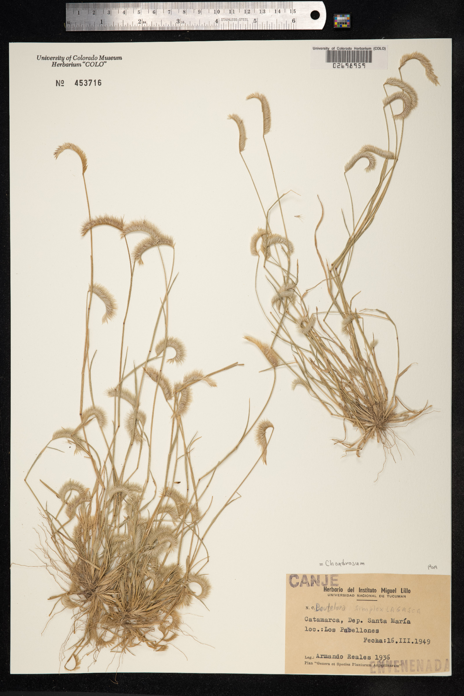 Bouteloua simplex image