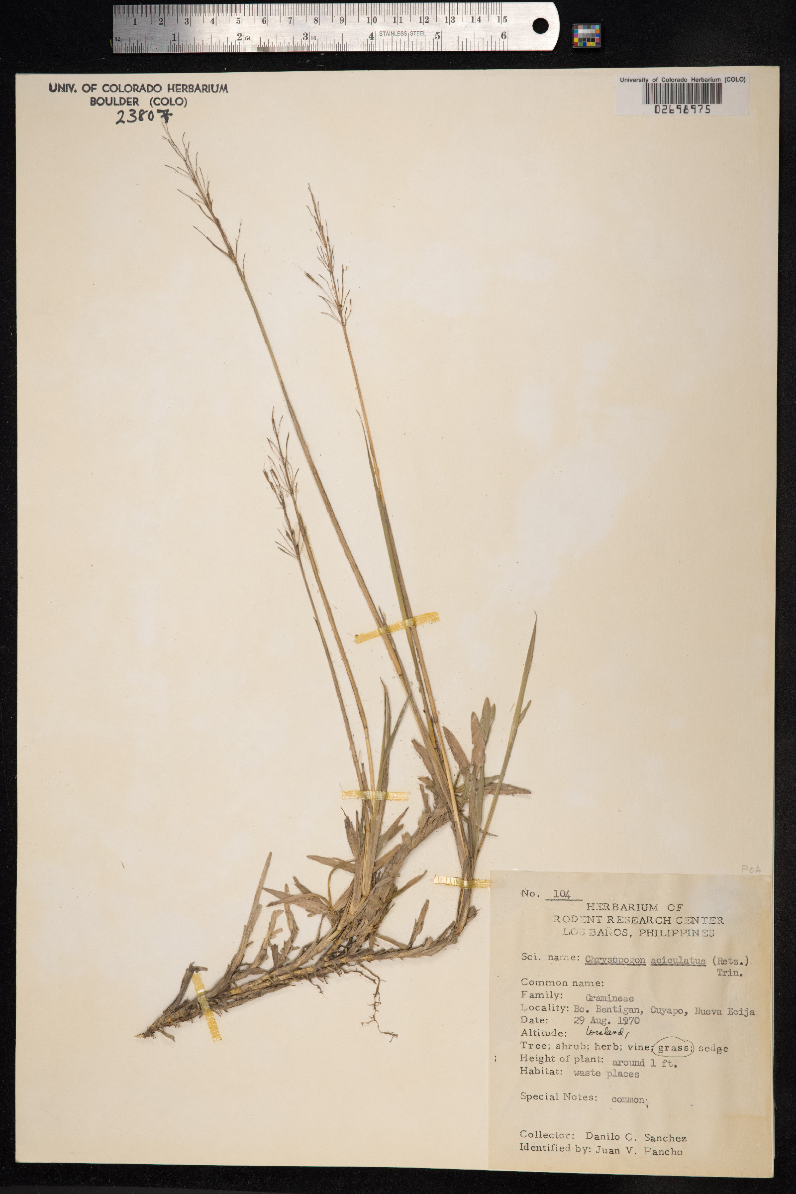Chrysopogon image
