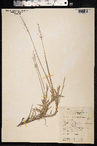 Chrysopogon aciculatus image