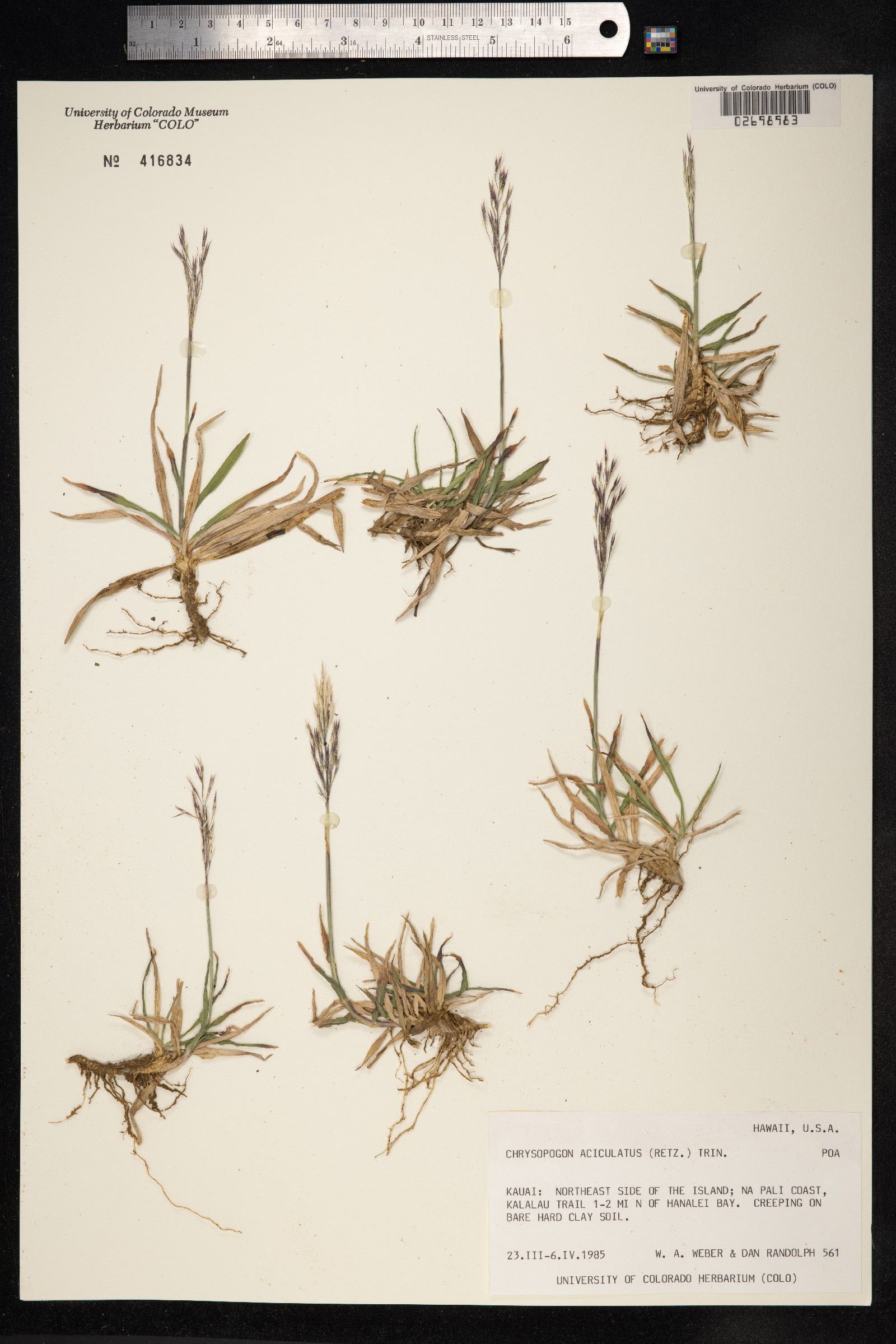 Chrysopogon aciculatus image
