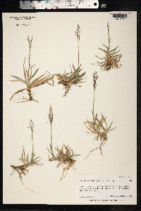 Image of Chrysopogon aciculatus