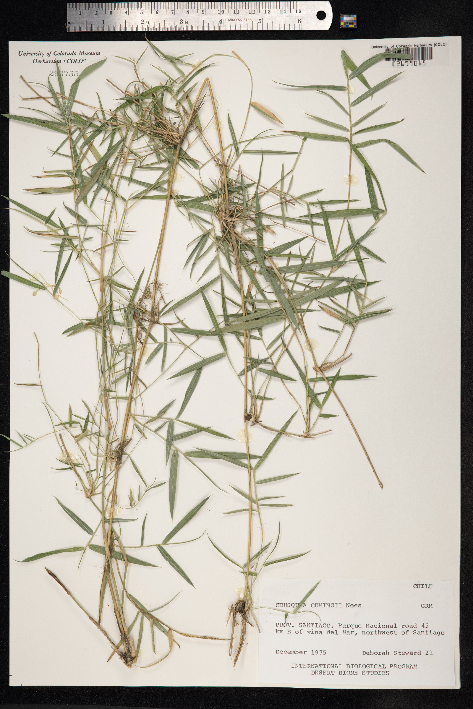 Chusquea cumingii image