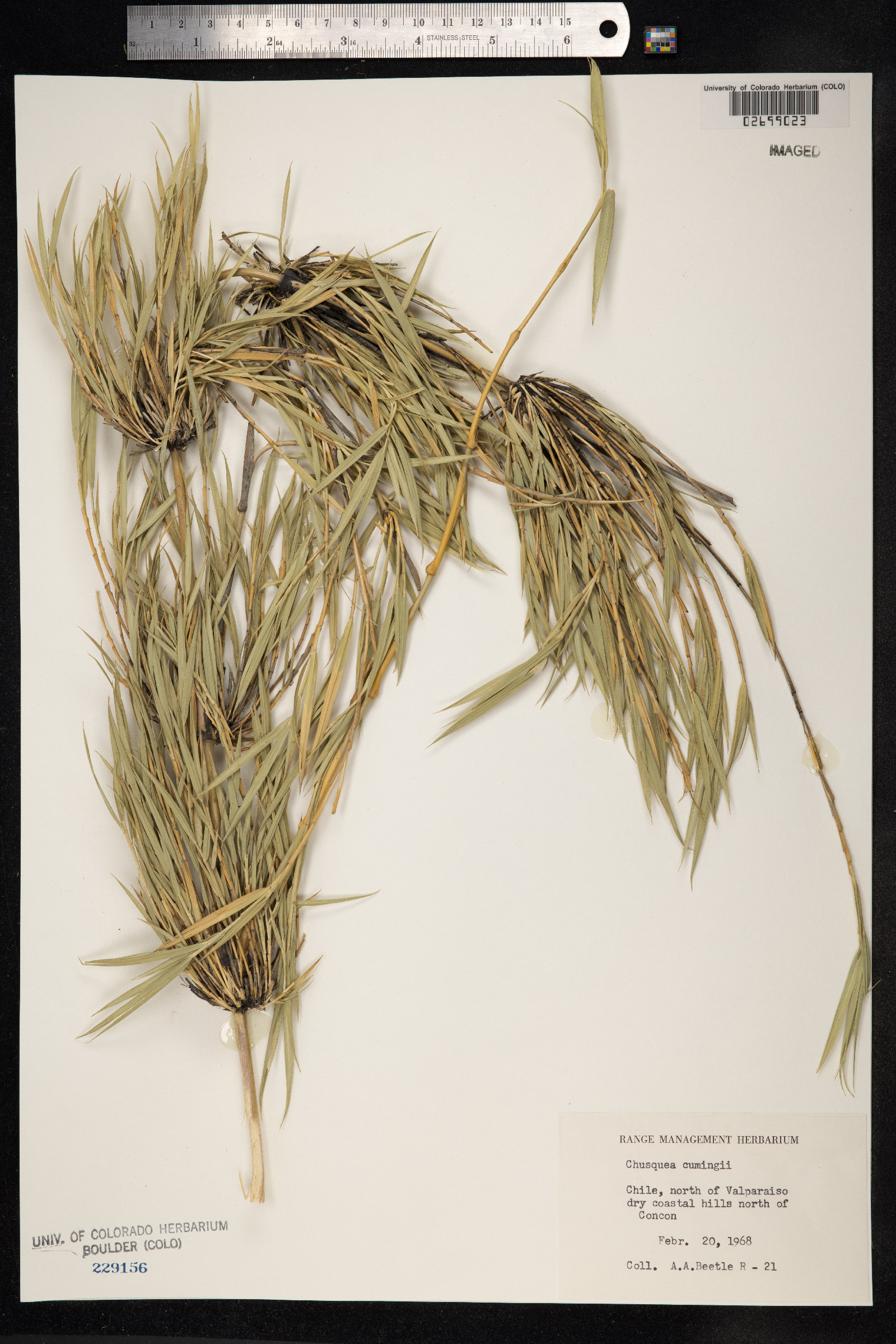 Chusquea cumingii image