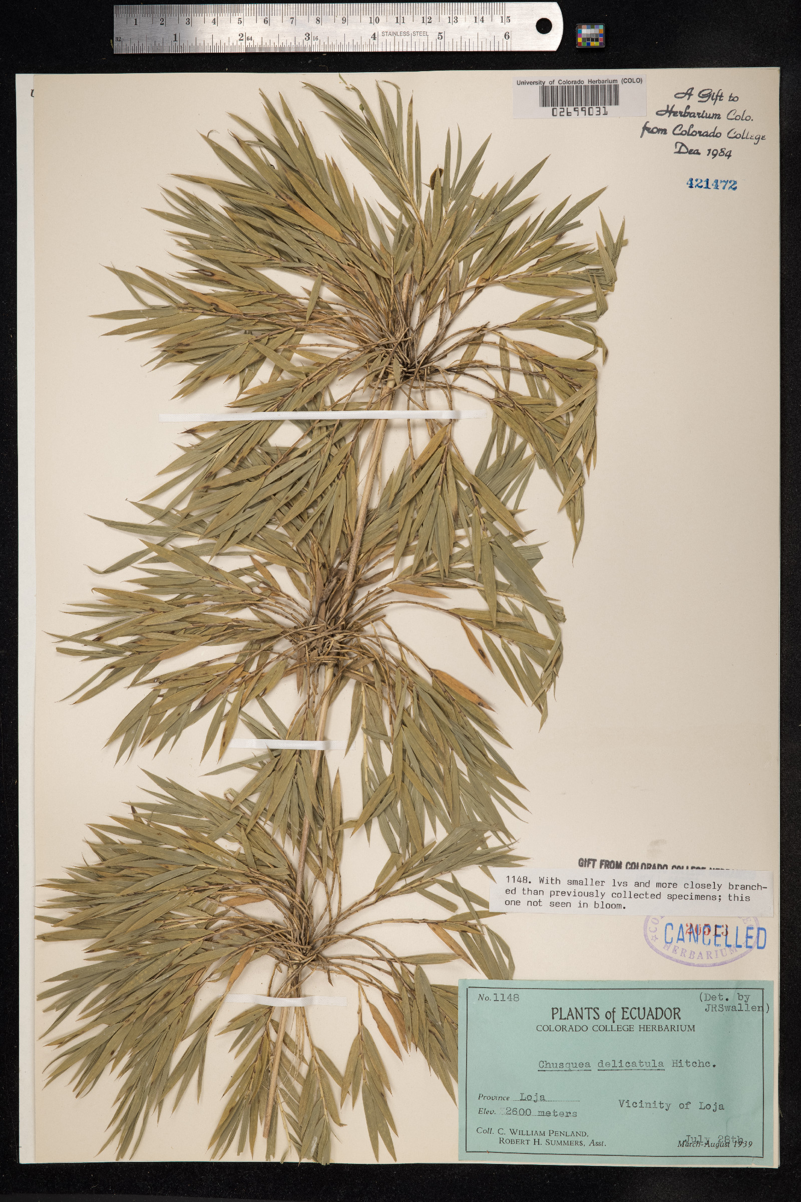 Chusquea delicatula image