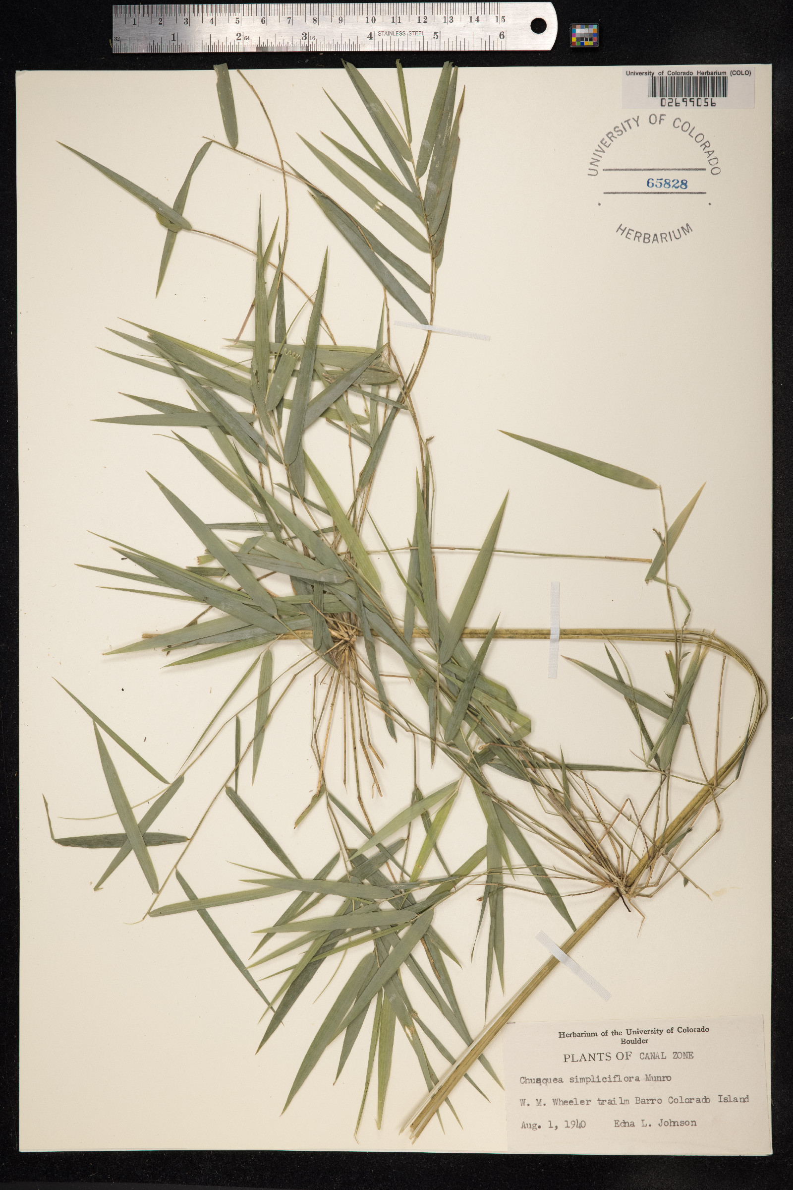 Chusquea simpliciflora image