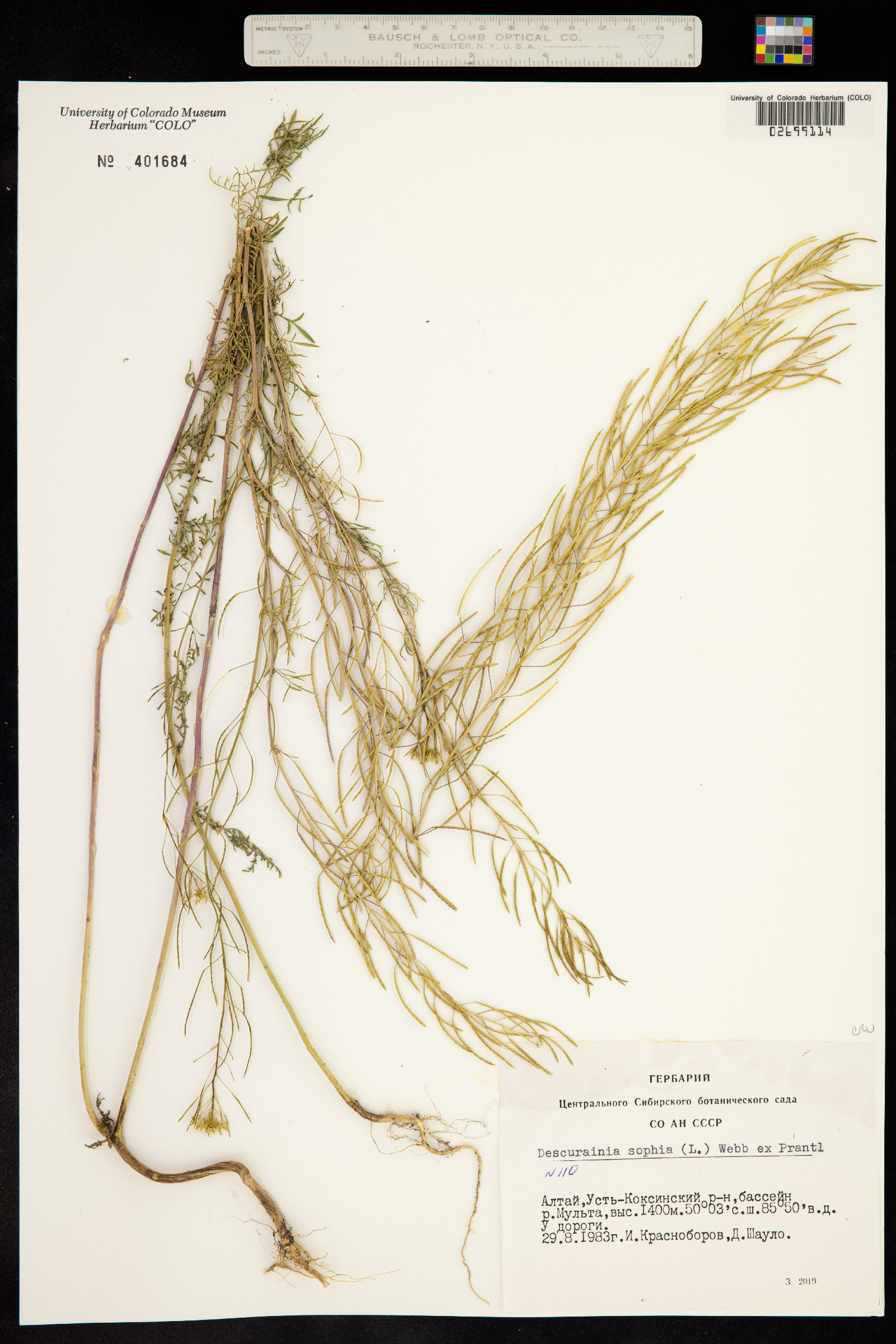 Descurainia sophia image