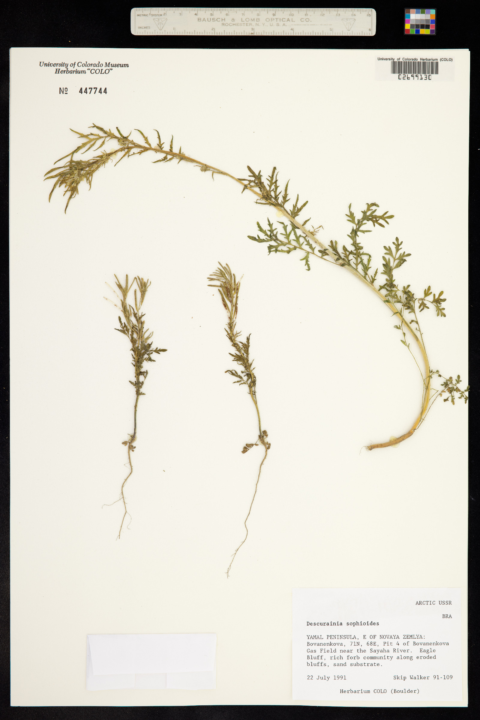Descurainia sophioides image