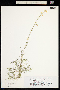 Image of Descurainia preauxiana