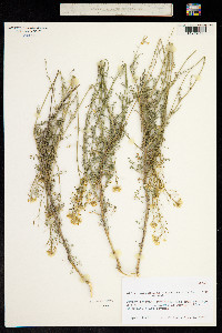 Descurainia millefolia image