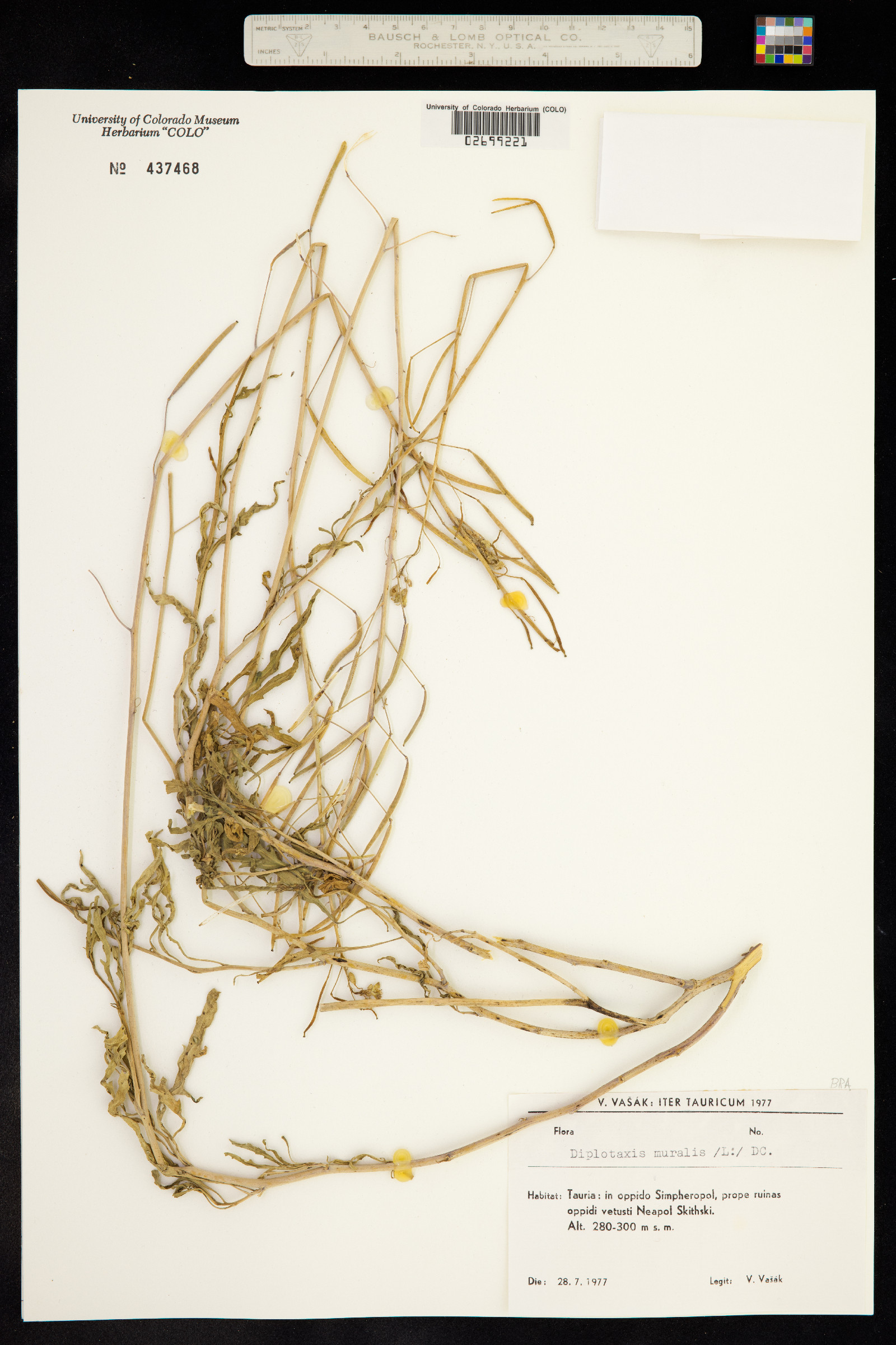 Diplotaxis muralis image