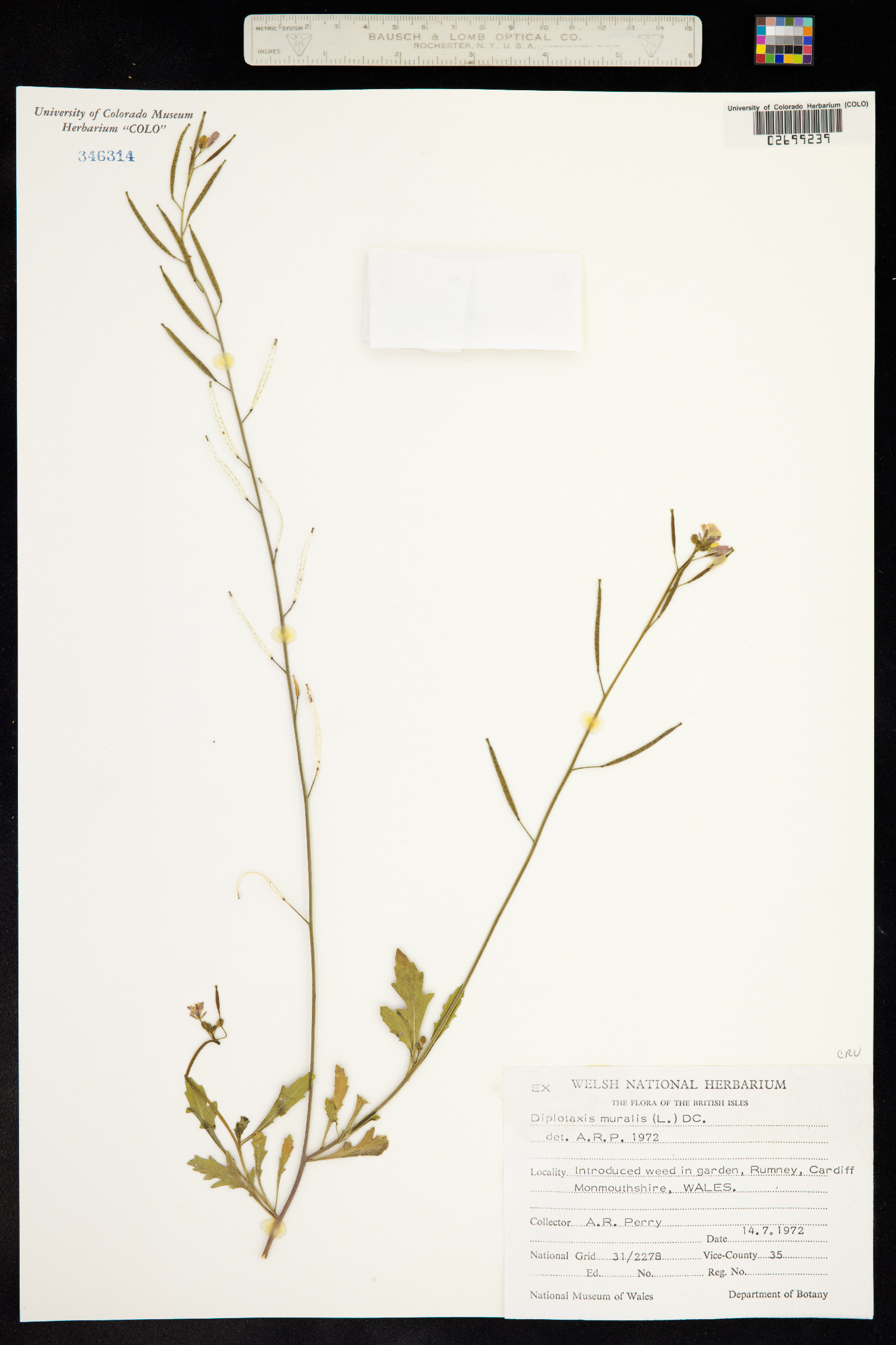 Diplotaxis muralis image