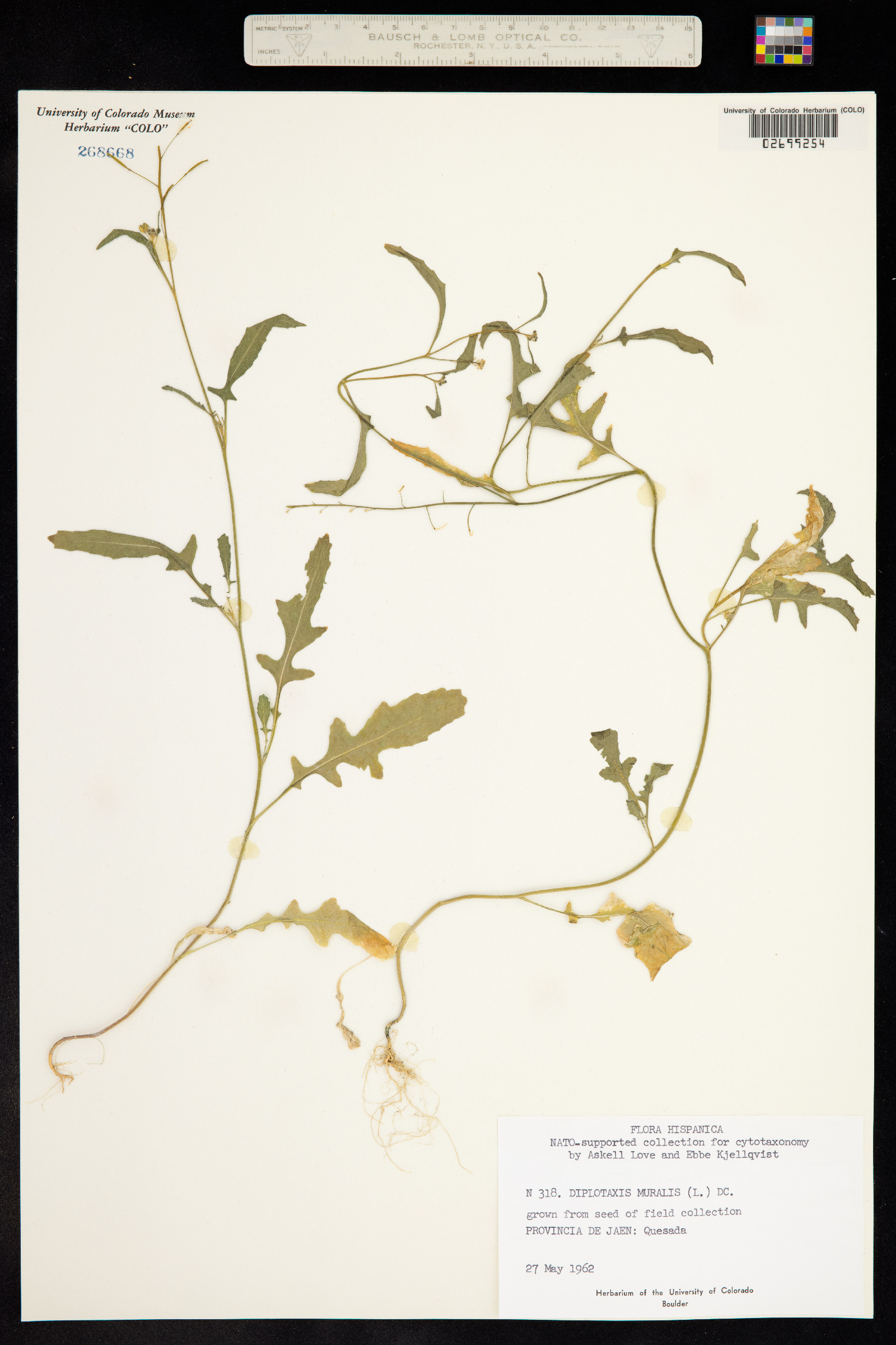Diplotaxis muralis image