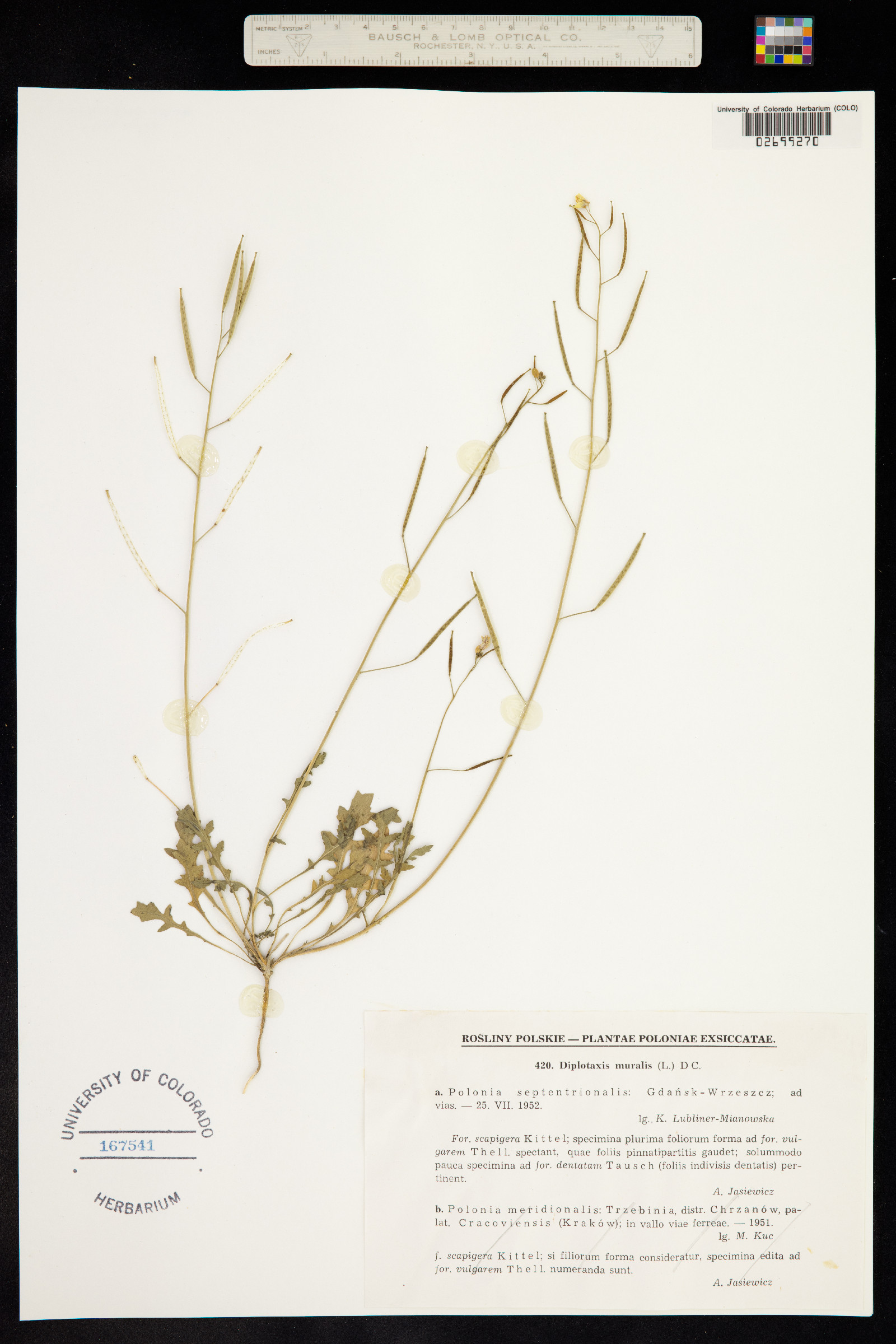 Diplotaxis muralis image
