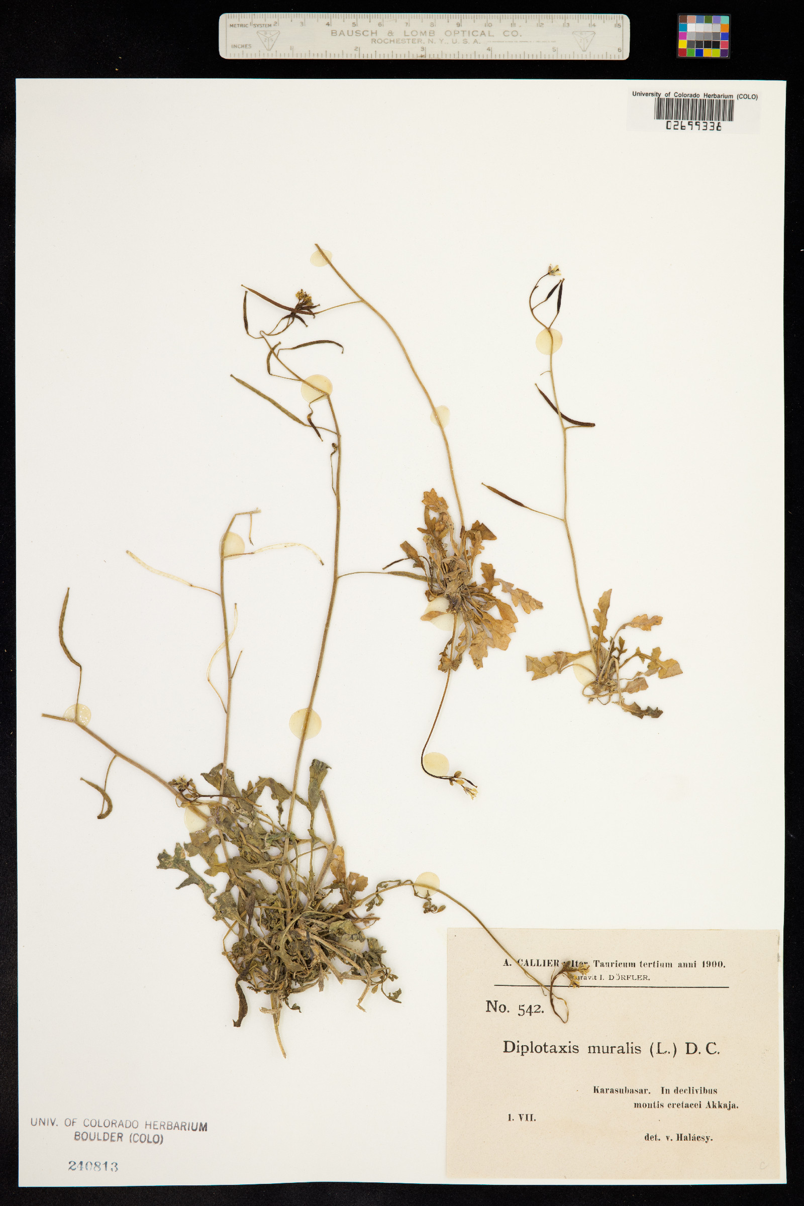 Diplotaxis muralis image