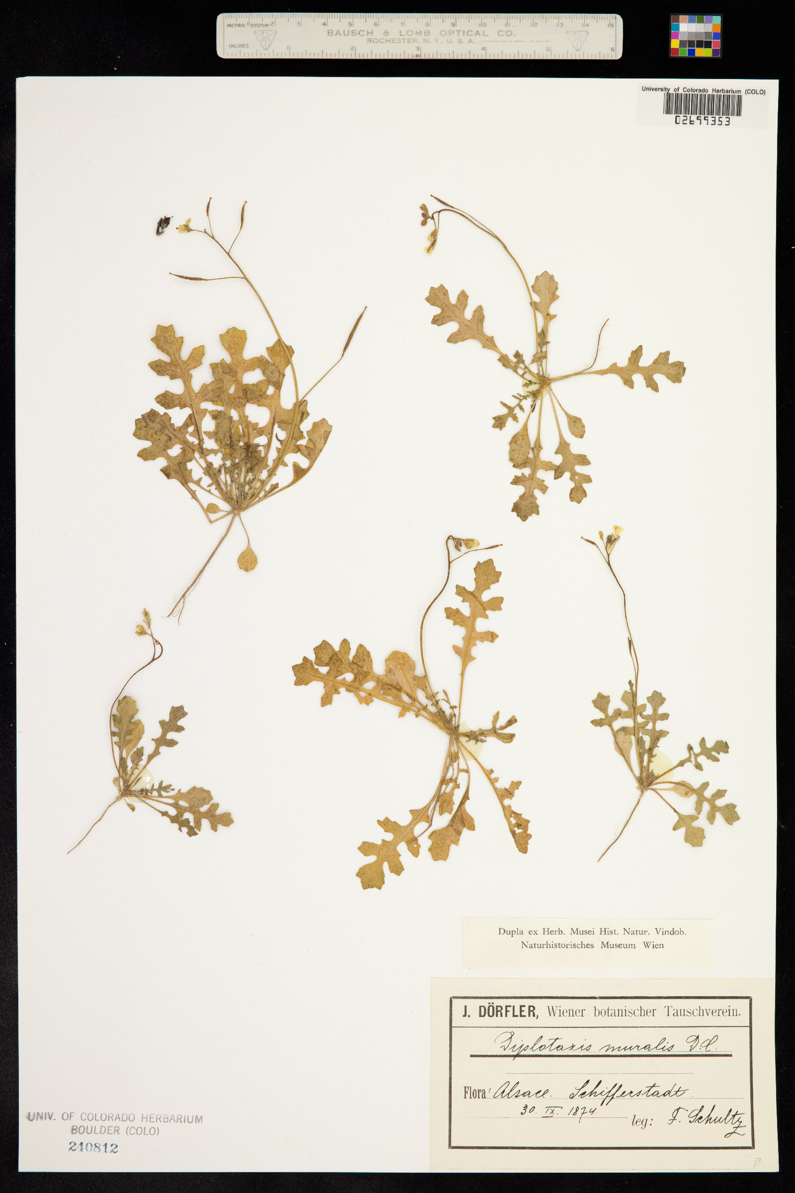 Diplotaxis muralis image