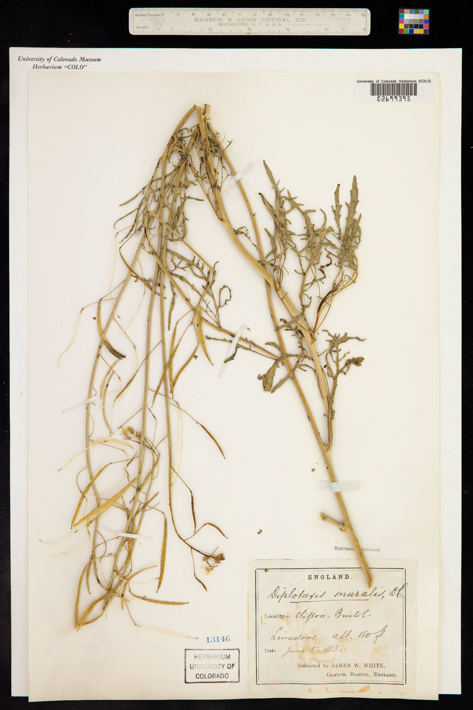 Diplotaxis muralis image