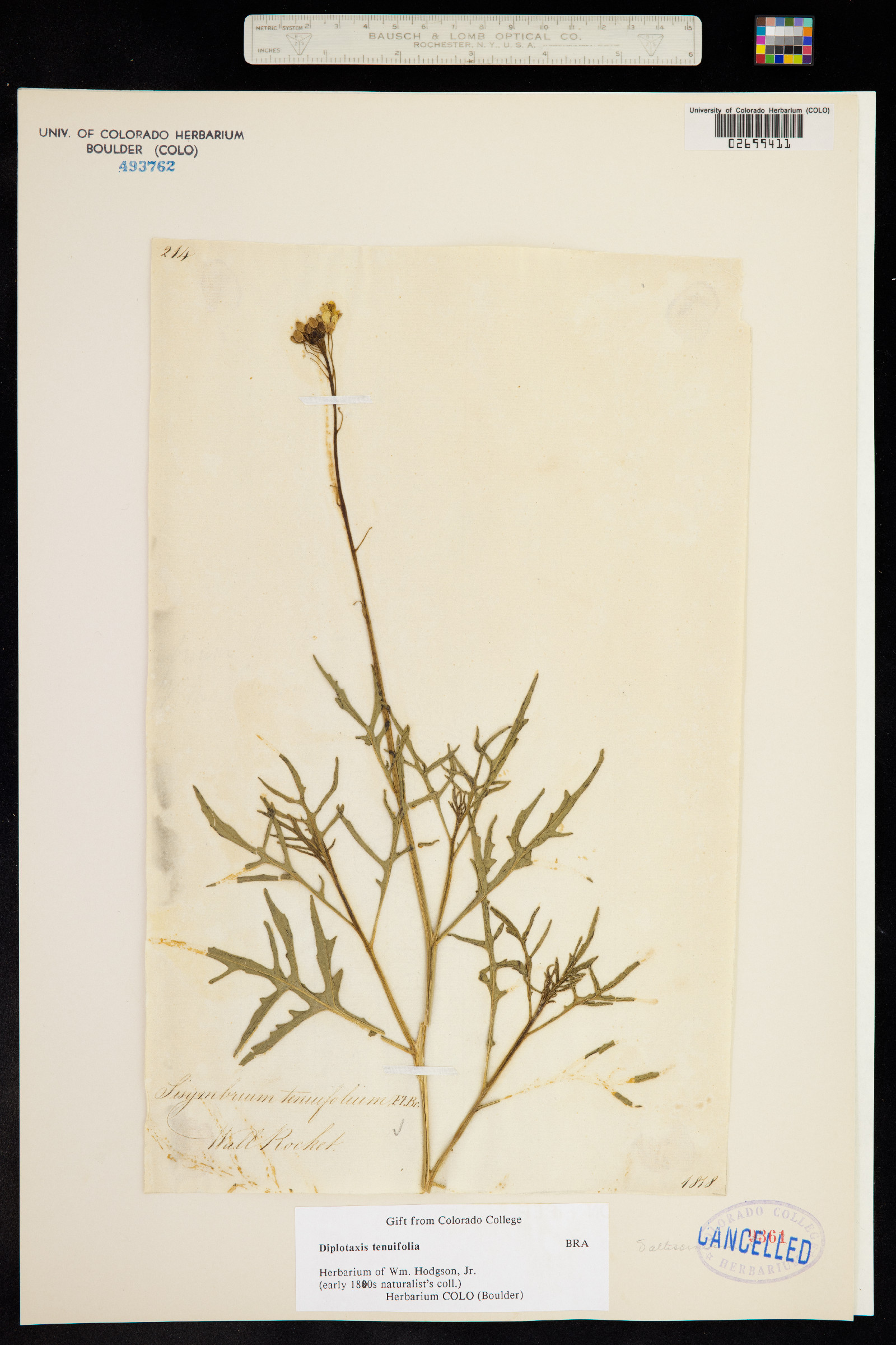 Diplotaxis tenuifolia image