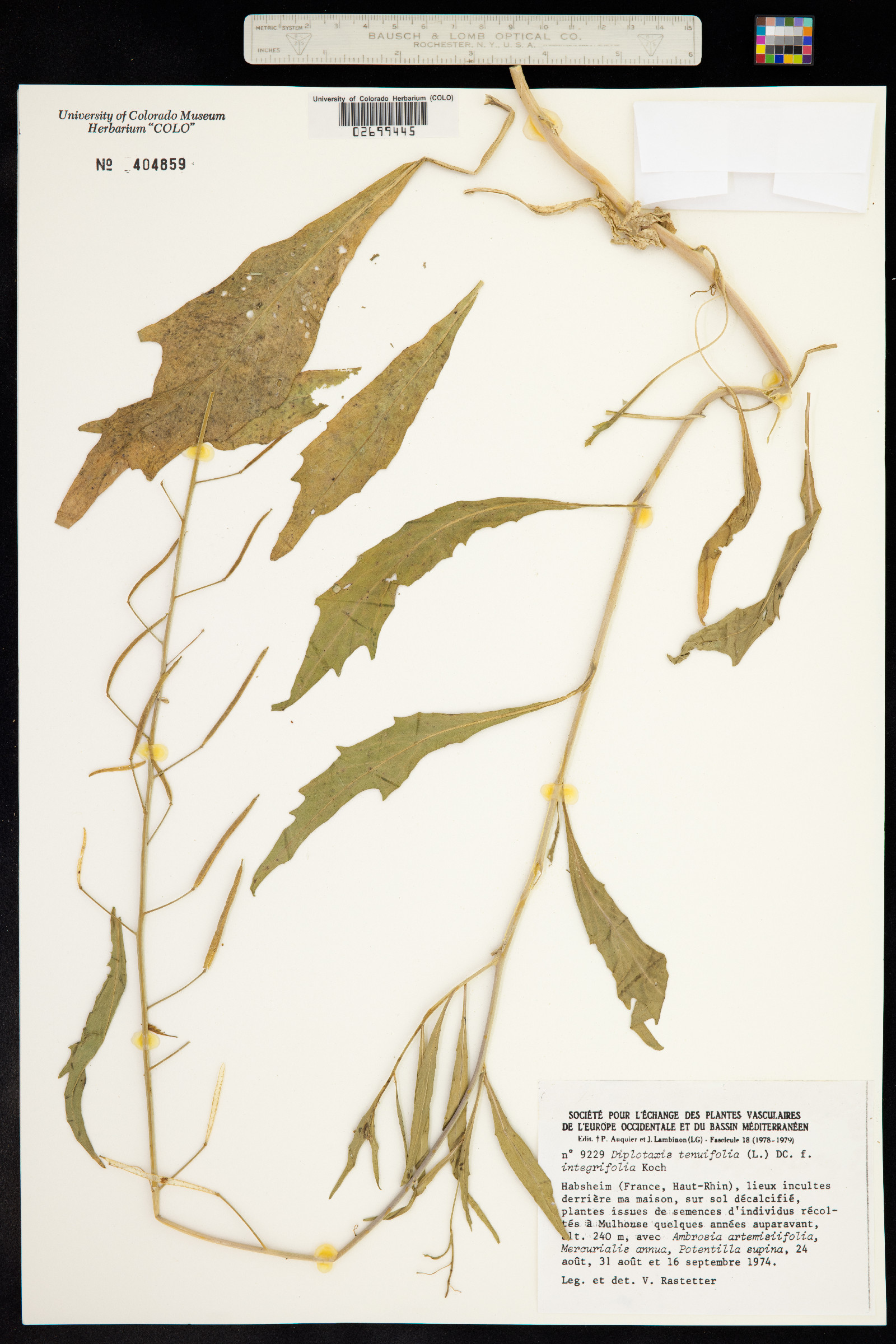 Diplotaxis tenuifolia image