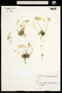 Draba hispida image